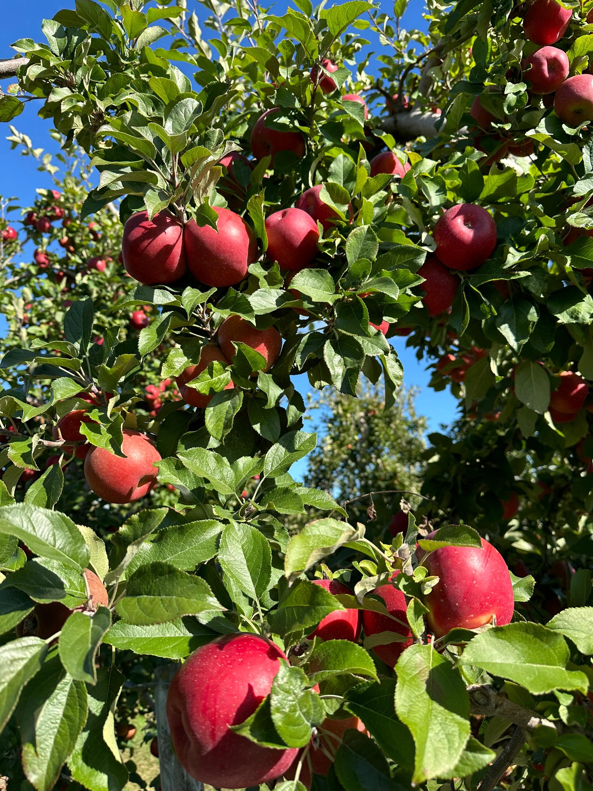 苹果版玫瑰(苹果玫瑰花图片 礼盒)-第3张图片-QuickQ官网
