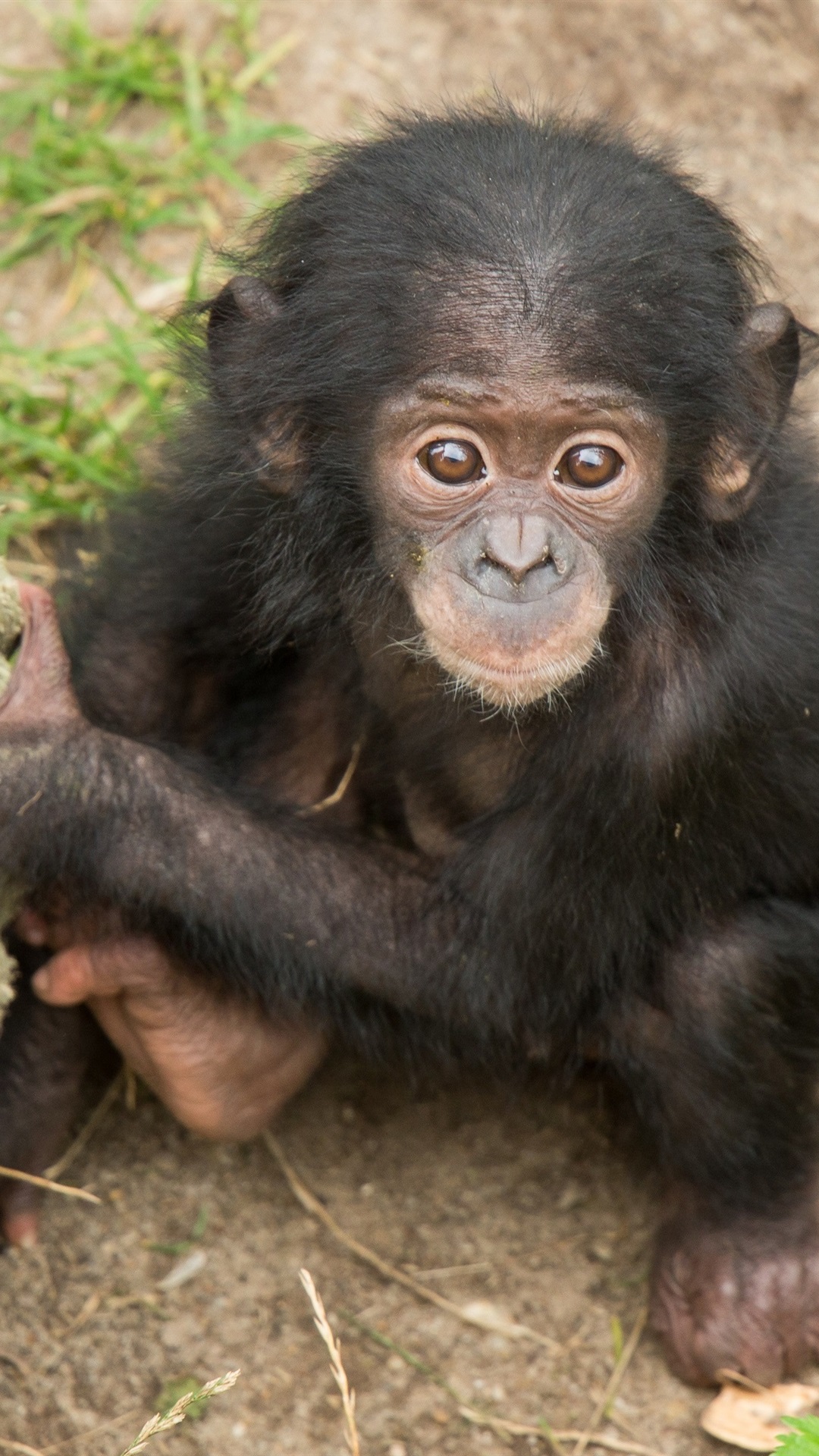 猩猩助手手机版下载(猩猩助手手机版下载官网)-第3张图片-QuickQ官网