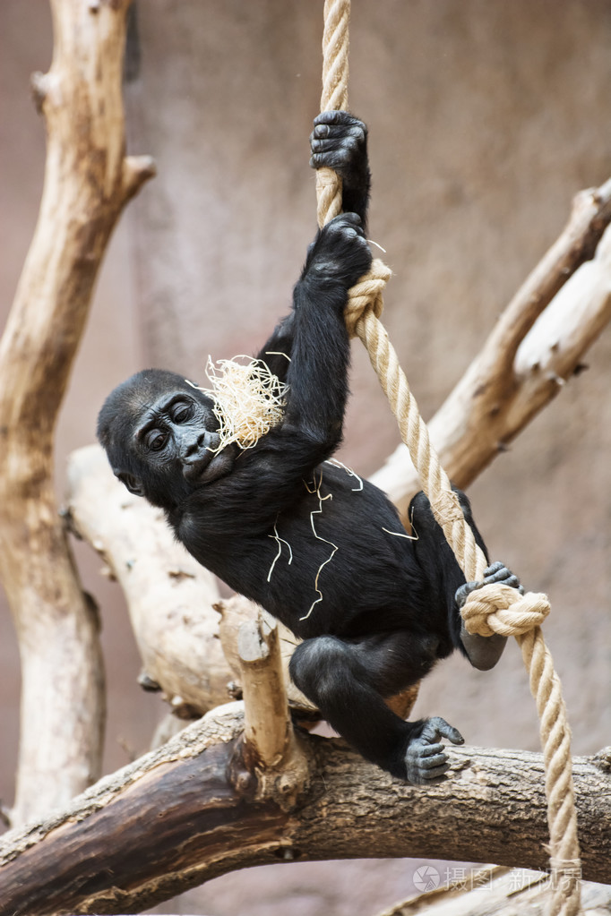 猩猩助手手机版下载(猩猩助手手机版下载官网)-第4张图片-QuickQ官网